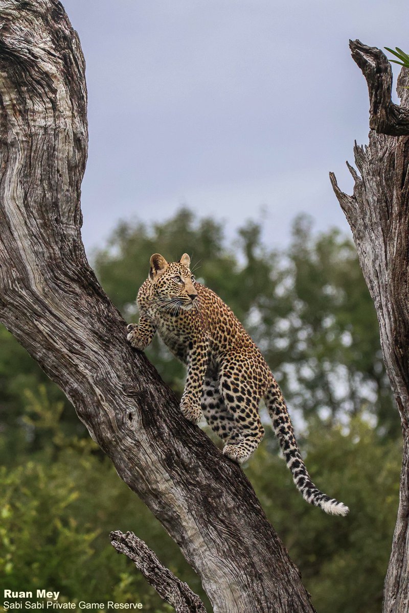 SabiSabiReserve's tweet image. As we were driving around looking for any signs of leopard, we heard Guineafowl alarm call. We found Ntsumi's daughters playing, chasing each other up and down a dead tree, creating the perfect sighting. #leopard #safari #wild