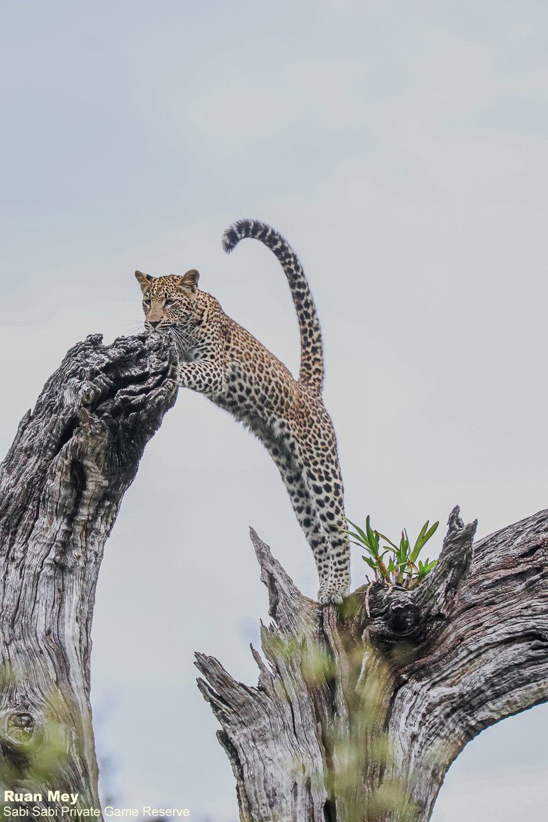 SabiSabiReserve's tweet image. As we were driving around looking for any signs of leopard, we heard Guineafowl alarm call. We found Ntsumi's daughters playing, chasing each other up and down a dead tree, creating the perfect sighting. #leopard #safari #wild