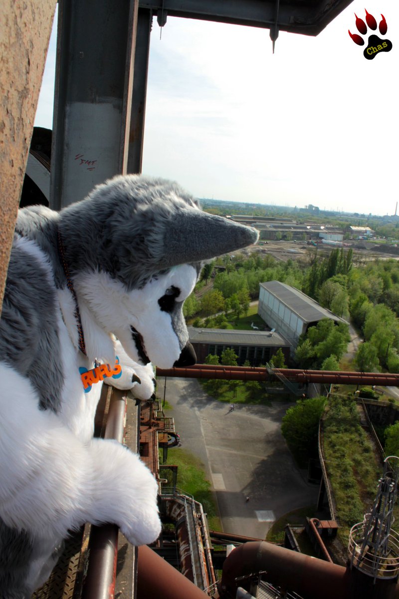 it's not the top of the world, but the top of furnace 5 at #Landschaftspark Duisburg-Nord, that I, Rufus, conquered. #LaPaDu

up here - 70 m above ground - not many visitors expected to see a full-grown husky enjoying a spectacular view over the Ruhr-area

📷 <a href="/PupChasAD/">PupchasAD 🔜 GBUK/Folsom (Bluesky and Mastodon)</a>