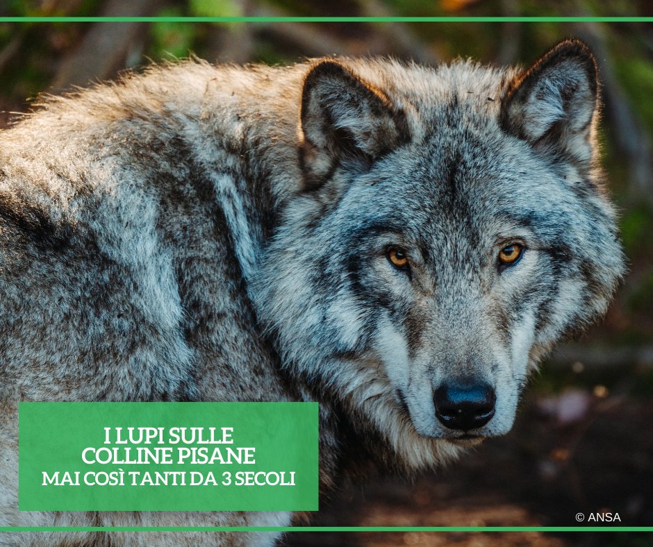 Da uno studio condotto dal dipartimento di Scienze veterinarie dell'@Unipisa, emerge che non solo è tornato il #lupo sulle colline pisane, ma la sua presenza è la più alta mai attestata da oltre tre secoli. #ANSAAmbiente ➡️ bit.ly/3vFPMxP