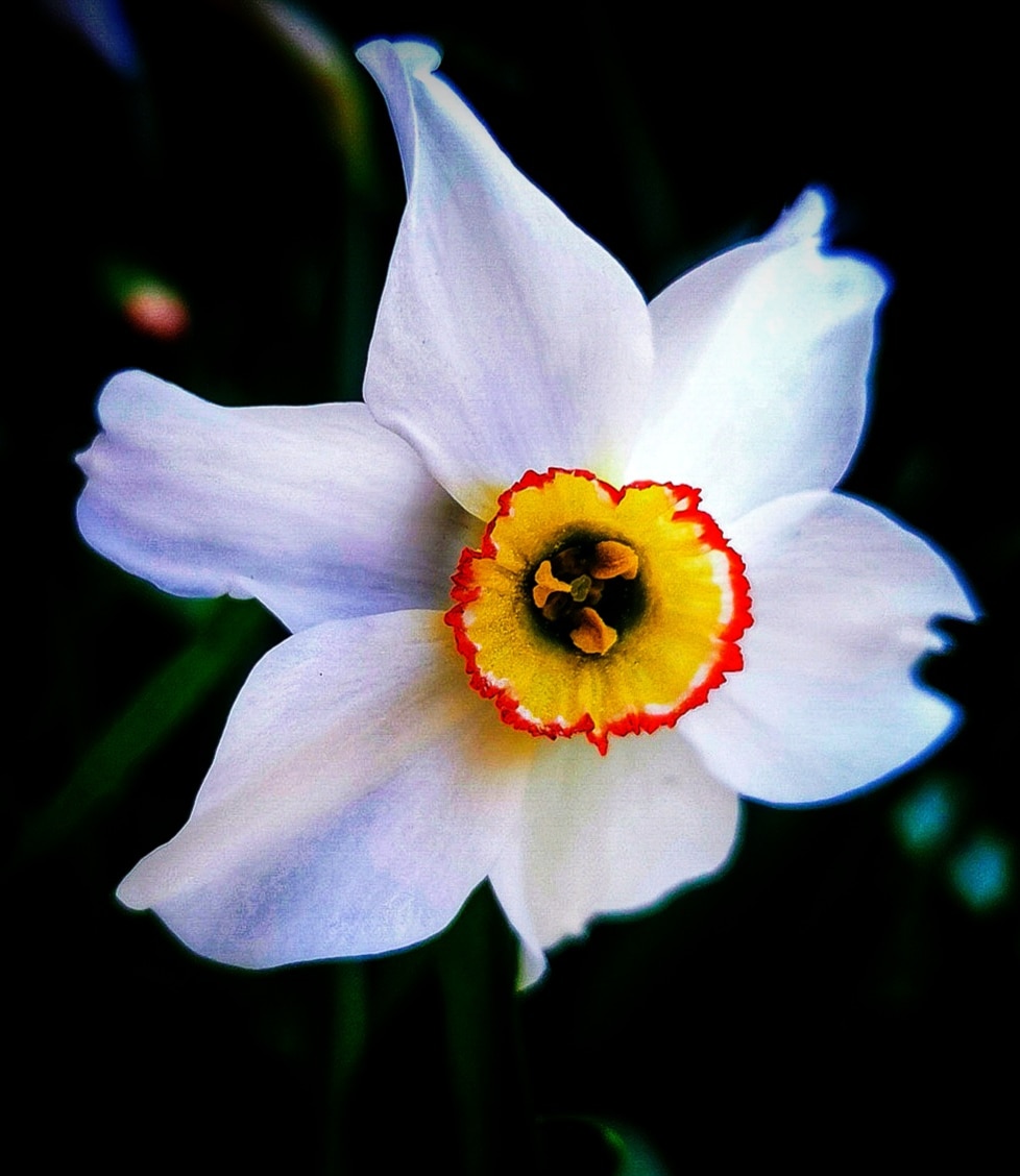 I wish you a beautiful Monday ❤️❤️ #photooftheday #photograghy #flower #flowers #flowerphotography #mygarden #mygardentoday #myphoto #myphotography #Hungary #spring #gardentheme #cuteflower