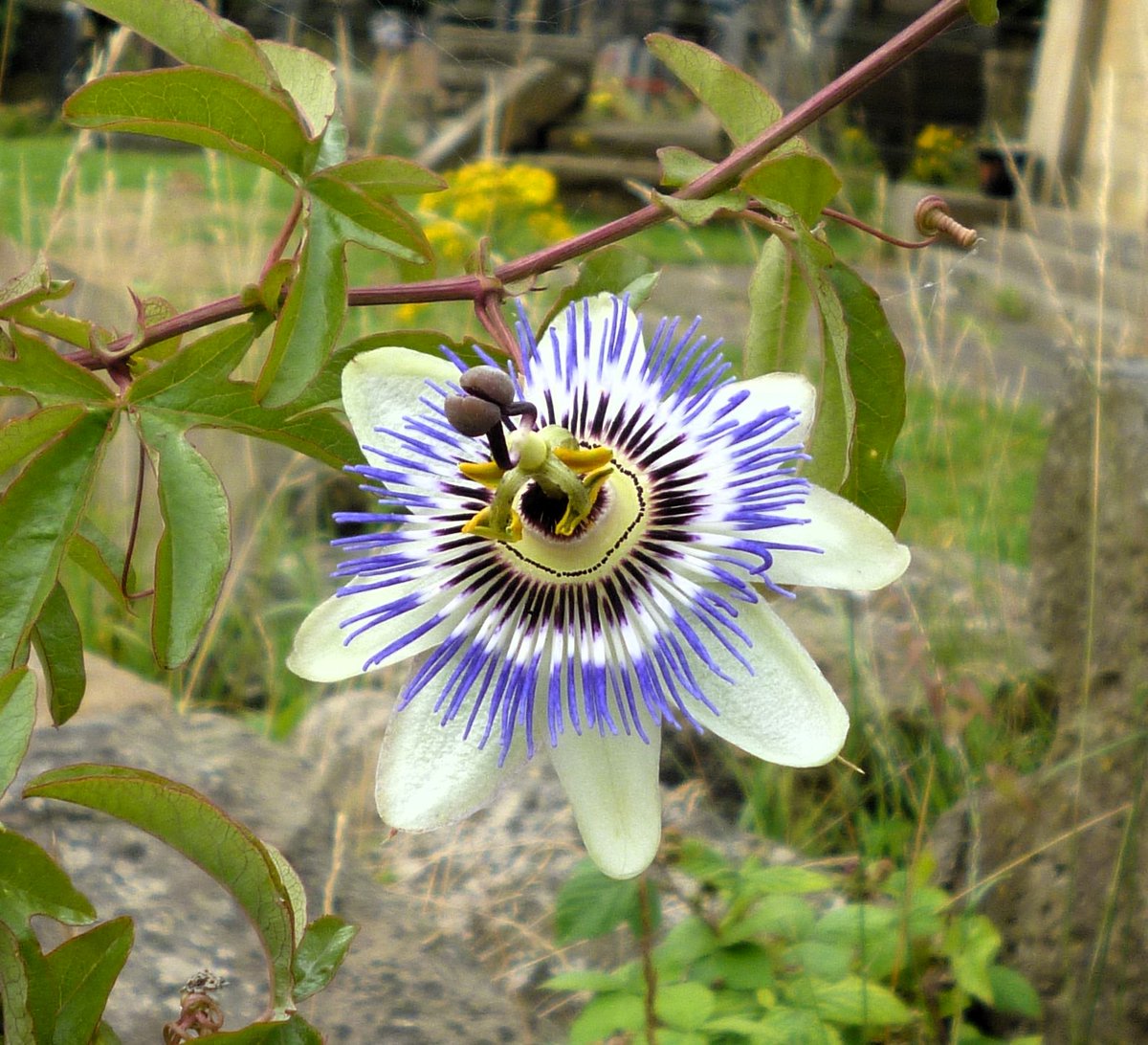 #AlphabetChallenge #WeekP P for passion flower. Passion flower in bloom at Lister Lane Cemetery - summer 2023