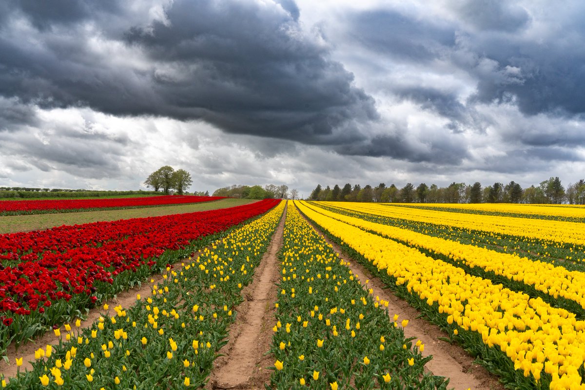 I drove past this field of #tulips this afternoon and under that sky, I couldn't resist a quick photo 🌷 #norfolk #stormysky #flowers