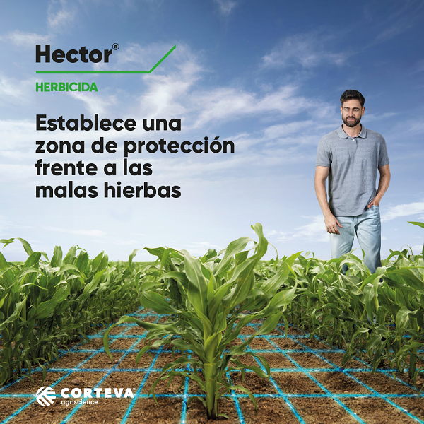 🔵@CortevaES presenta #Hector®, el nuevo #herbicida para el control de #malashierbas en el cultivo de #maíz 🌽🌿🌱 +INFO➡️cuadernoagrario.com/?p=56414