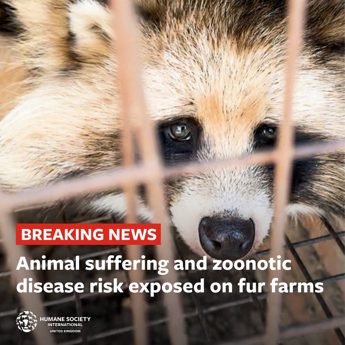 ACT NOW: Alarming footage from fur farms in China shows animals suffering mentally and kept in intensive conditions despite the potential for zoonotic disease spread 🚨 Take action for a #FurFreeBritain now: bit.ly/3xCmcK3