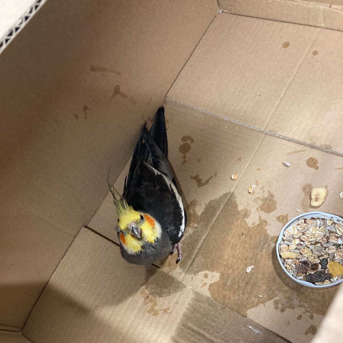 Op Bovenover kwam een stel deze ‘huisvogel’ tegen die dolgraag mee wilde. Dat hebben wij aangemoedigd en gevraagd om hem in een doosje te zetten. Wel een wondje, misschien verrast door een kat? Hij is heel schattig, maar absoluut de weg kwijt. Waar woont zijn huis? #Valkparkiet