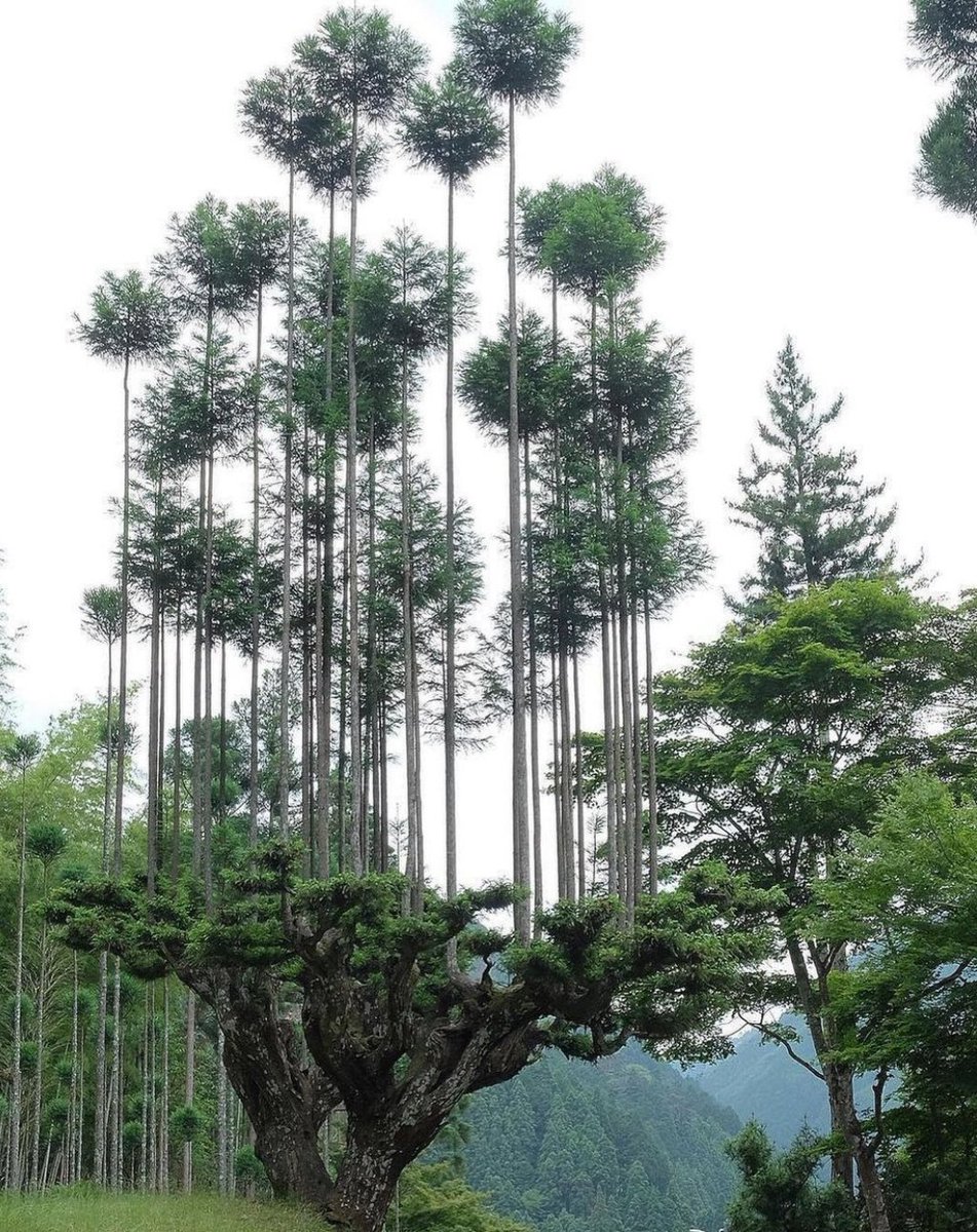 Il Daisugi è un'antica tecnica nipponica usata per far crescere un'intera foresta sulla cima di altri alberi. Utilizzata nel bosco di cedri di Kitayama in #Giappone dove i cedri hanno una particolare malformazione che li rende sterili, per cui ogni nuova pianta nasce come talea.
