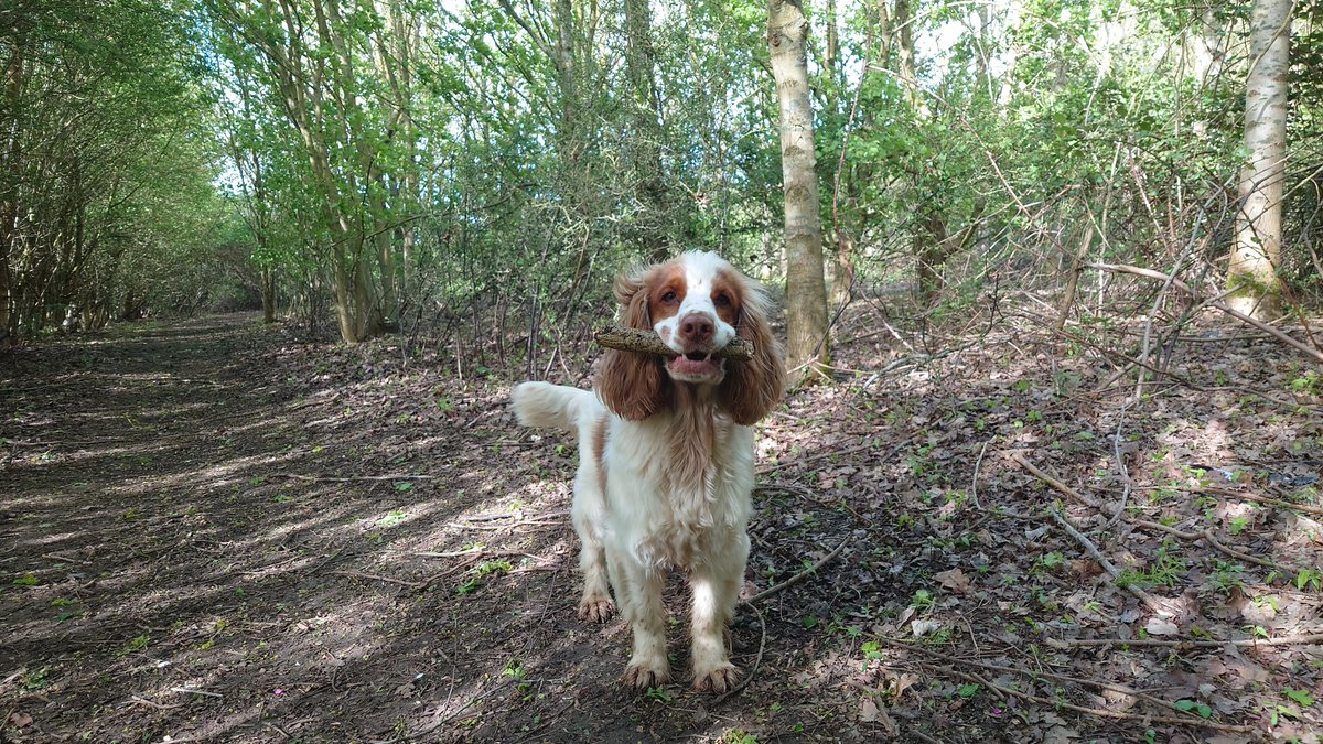 The delight of finding a tasty stick in the woods? On a different plant this dog! But I guess some would say so am I!