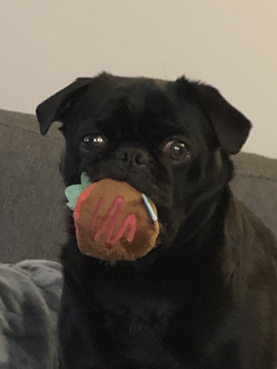 Dagreezymeatbal's tweet photo. Big day for the AWPs out there #99Pug @PardonMyTake @IamPug_ https://t.co/grNnXRpl4N