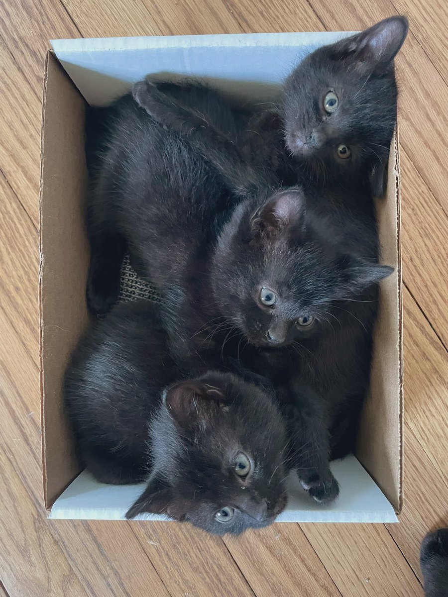Can I interest anyone in a box of kittens from this morning