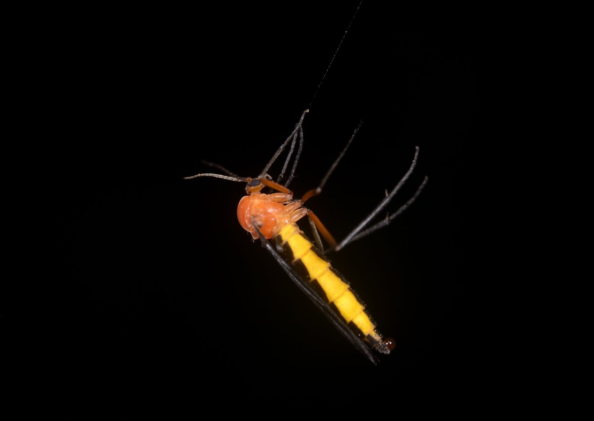 クモの糸にぶら下がる #セアカクロバネキノコバエ。
警戒色にも思える色彩だが、どうなんだろう。
#Sciara thoracica #Sciaridae #Diptera