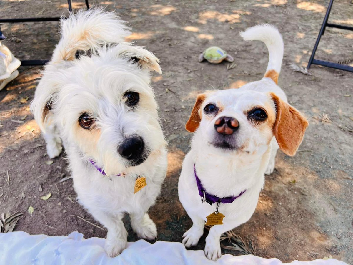 Bowie (left) and Piper were just wondering....WHERE ARE THE TREATS?!😂🦴 Silly pups, there are plenty of treats to go around!