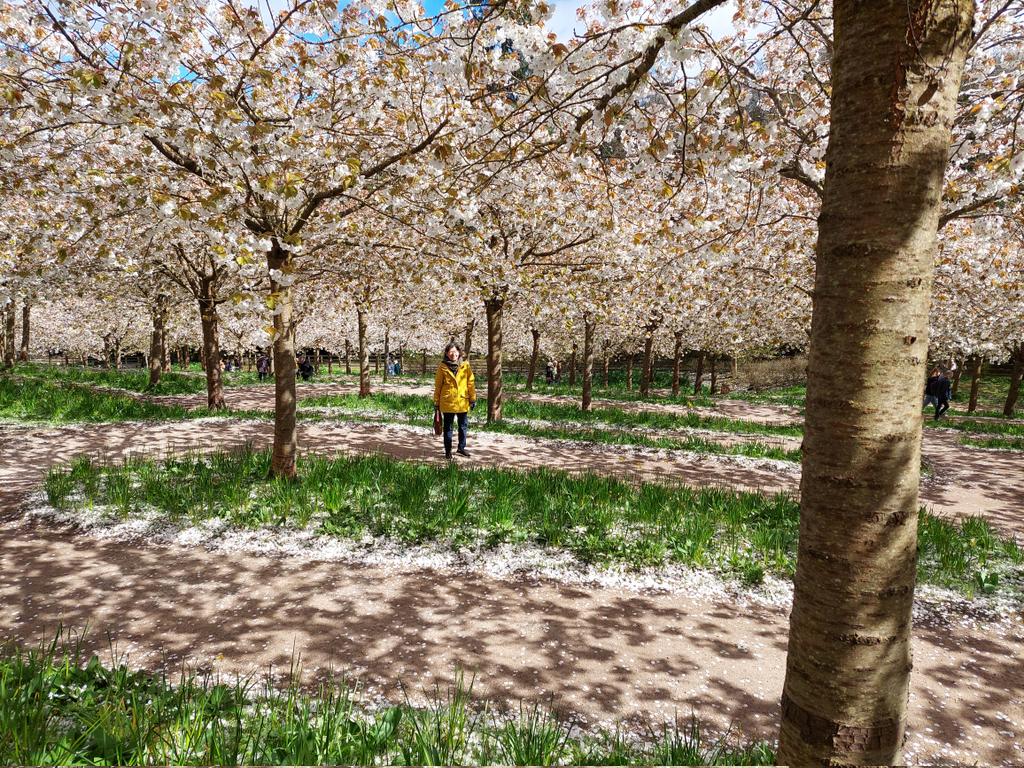 This afternoon: Lady Mullin admires the spectacular blossum in the Alnwick garden.