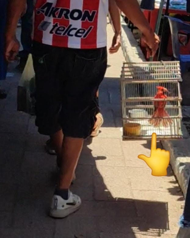 Amigos de <a href="/AyuntaMerida/">Ayuntamiento Mérida</a> me pasaron este reporte de la venta de aves protegidas  y en peligro de extinción como "el cardenal", lo anterior habría pasado en el Tianguis de Fco de Montejo y en la Madero, ojalá puedan checarlo, saludos y buen día...