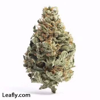 PotCultureMag's tweet photo. #StrainProfile Kick off your week with Chocolope! 🍫☕ This sativa delights with earthy, sweet coffee flavors, paying tribute to 1980s chocolate strains. With 22% THC and 3% CBG, it offers a euphoric uplift ideal for beating stress and depression. #PotCultureMagazine #StonerFam https://t.co/oJ2m7bp6Pe