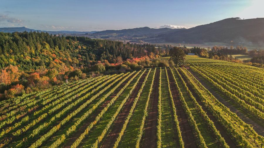 Researchers find climate change could shift Oregon’s wine culture - msn.com/en-us/weather/… #wine