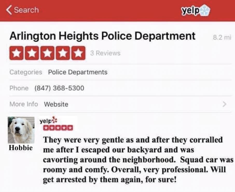 Lost dog gives great reviews on Yelp.