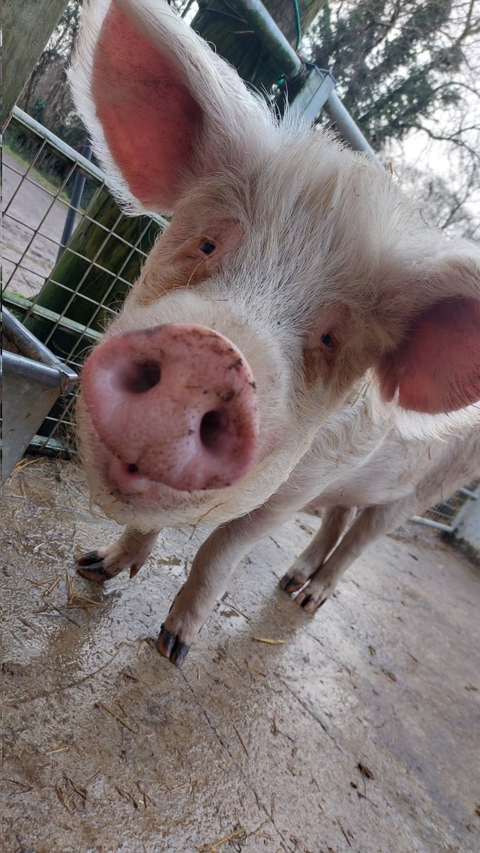 Pigoneer Pig Of The Day Alfie! What's it all about Alfie ? For Alfie it's about being able to live his life free from fear and knowing he is loved. He gets all that and more @BTWsanctuary Join the Pigoneers and help support for only £2.50/$3.50 a month⬇️ globalvegancrowdfunder.org/pigoneer-2000-…