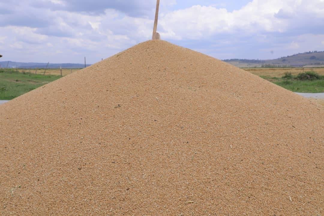 ShimelisAbdisa's tweet photo. The Future of Ethiopia: economic transformation 
We are harvesting irrigated wheat and the yield is increasing rapidly. I’m really proud of our farmers and development agents for making the wheat initiative  successful and playing critical role in building self-reliant country. https://t.co/Qg7Pvjc48y
