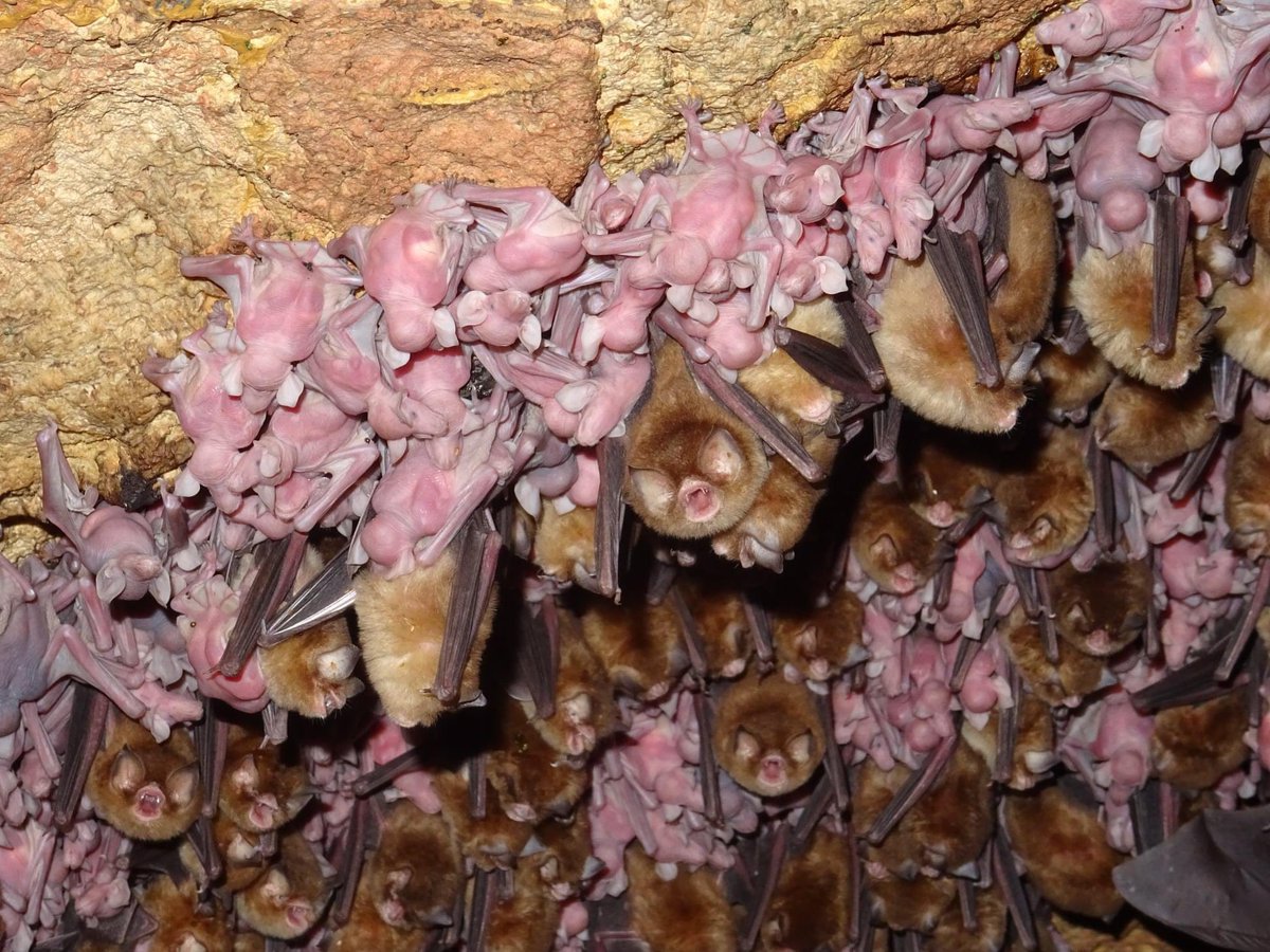 ¿Alguna vez habías visto un vivero en una colonia de murciélagos? 

Estos murciélagos bebés aún no tienen pelo, no pueden volar, son ciegos y dependen completamente del cuidado de su madre.
