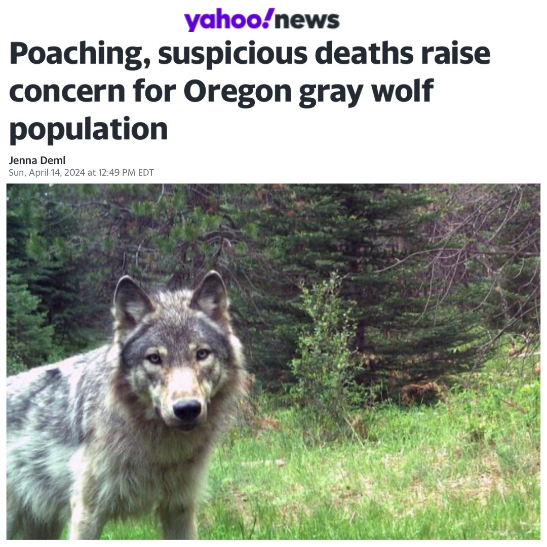 ODFW is expressing concern over poachings + suspicious wolf deaths, despite also approving the killing of 16 wolves in 2023. More: bit.ly/49HXrcK If ODFW is truly concerned, they need to remember that state-sanctioned killing of wolves leads to more poaching.
