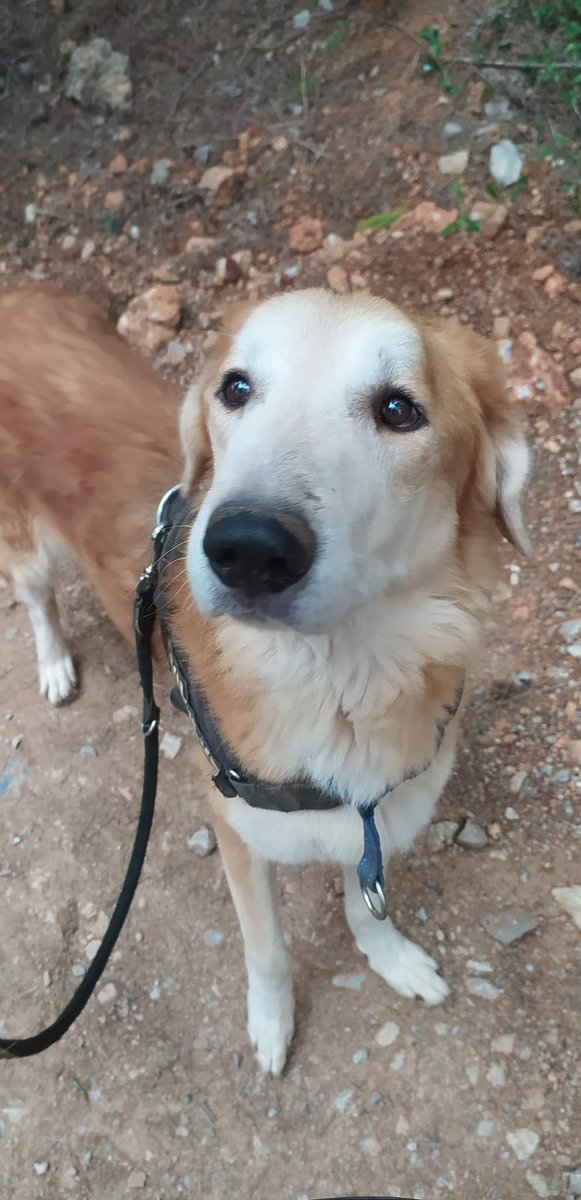 DIFUNDO
BOSCO de unos 8 años de edad fue abandonado junto a su compañera Maya cuando sus dueños acabaron en una residencia de ancianos. Maya fué adoptada y ahora se ve abandonado.
Está en Barcelona busca #adopción  y puede viajar.
Juan Carlos 646 958 099
 juancarcasta@gmail.com