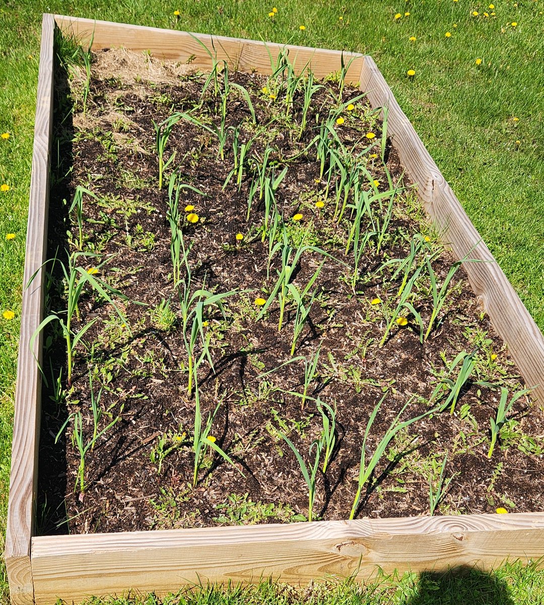 Growing garlic and dandelions #ourbmsa #oaiss
