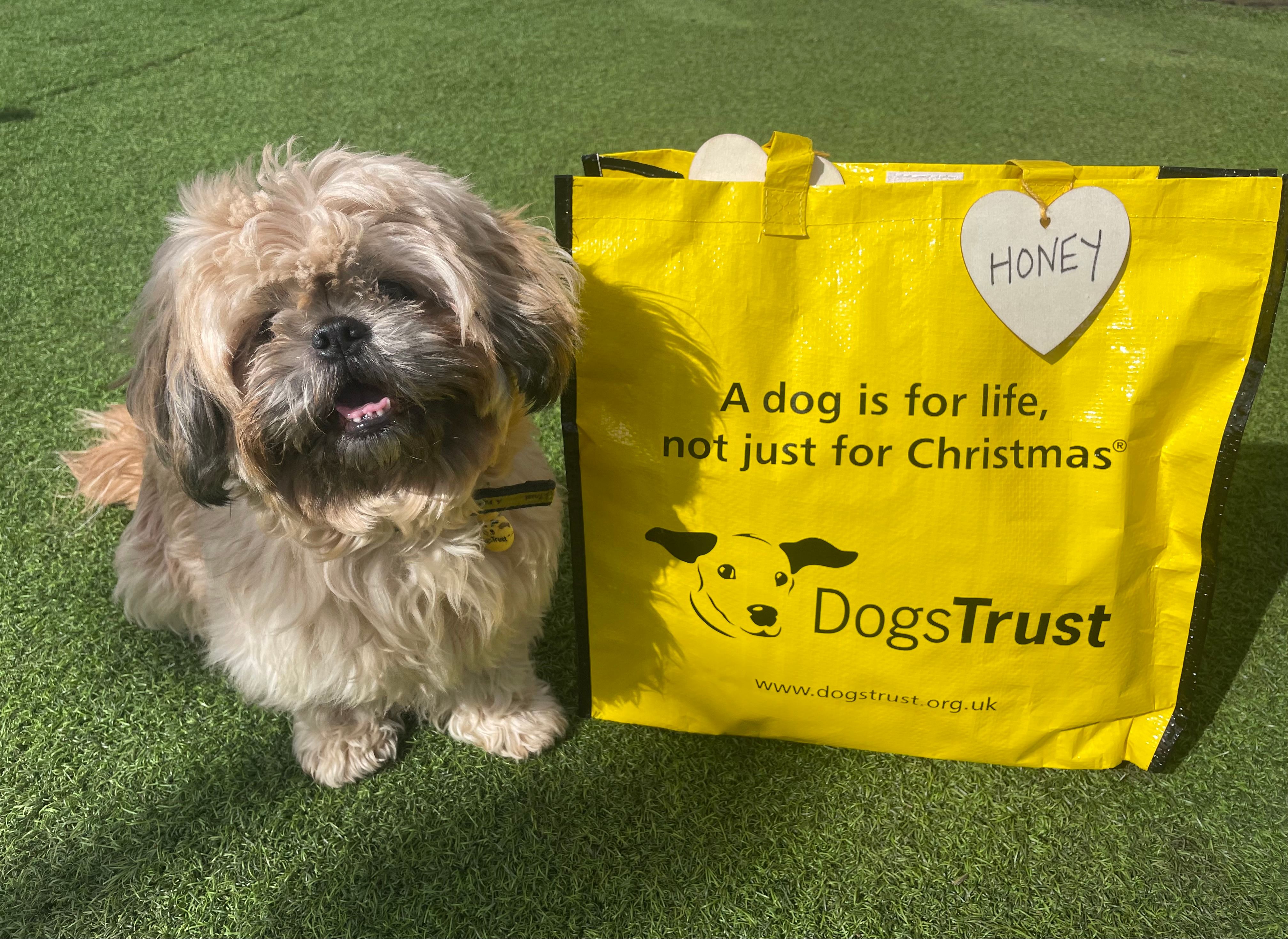 DogsTrust West Calder Edinburgh on X Gorgeous girl Honey was all smiles as this afternoon it was her turn to pack up her bags and head off with her new paw rent to her forever home