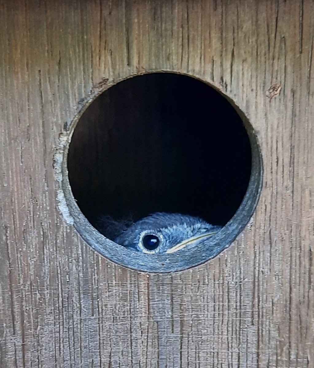 JohnDFowler's tweet photo. Our bluebirds are playing peek-a-boo as they get ready to fledge. https://t.co/fmrAKL0NWg