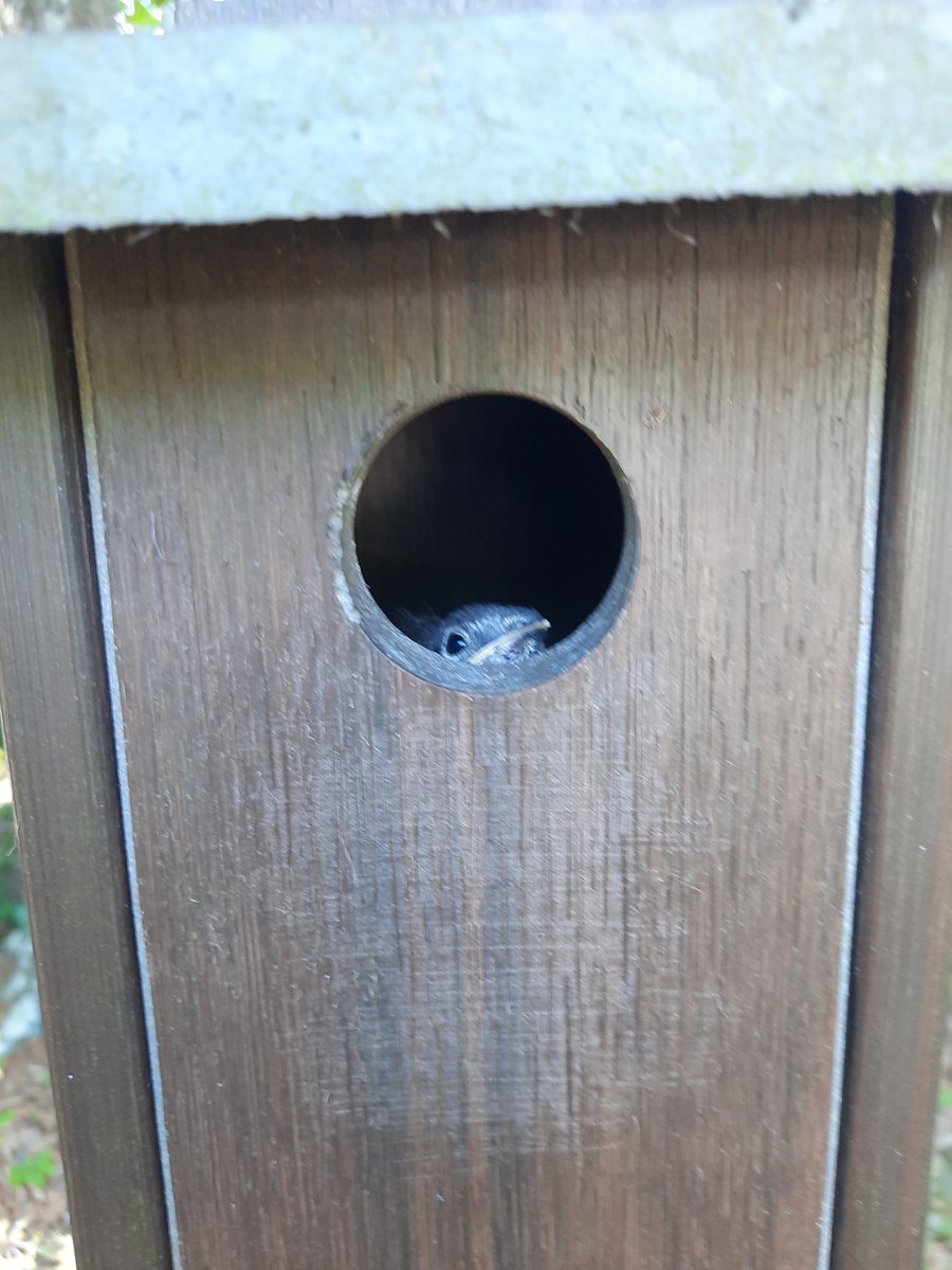 JohnDFowler's tweet photo. Our bluebirds are playing peek-a-boo as they get ready to fledge. https://t.co/fmrAKL0NWg