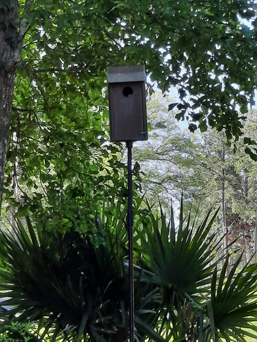 JohnDFowler's tweet photo. Our bluebirds are playing peek-a-boo as they get ready to fledge. https://t.co/fmrAKL0NWg