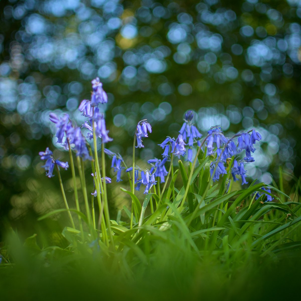 With some sunshine forecast for this week its the perfect chance to start spotting bluebells. 🌞 You'll find scatterings of beautiful bluebells across the estate at this time of year. #Attingham #AttinghamInBloom #Shropshire #bluebells 📷National Trust/Jane Scott