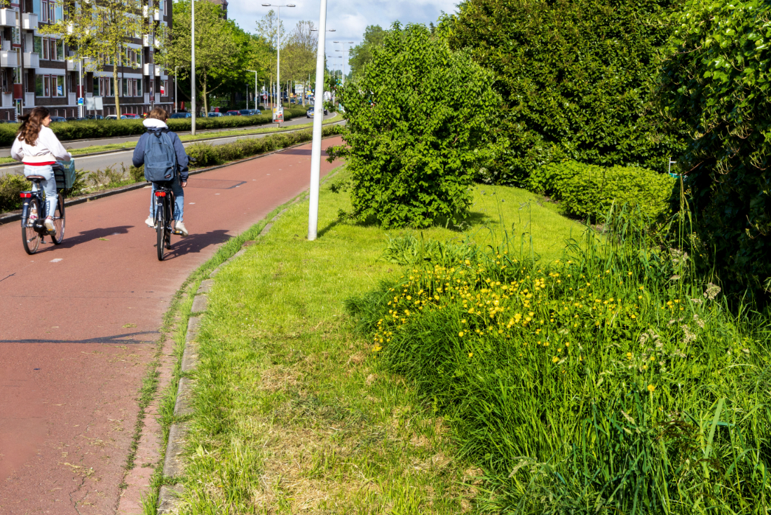 Rotterdam wordt steeds groener 🌳 Er staan meer bomen en planten op pleinen en langs de kant van de weg creëren we bijenlandschappen 🐝 Lees meer: rotterdam.nl/rotterdam-word…