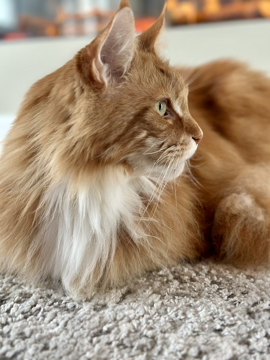 Today at the Casa Gingie bakery we have this special of side glance loaf with a pinch of whiskers - please help yourself to a slice! 😸😸🦁🦁 #kittyloafmonday #teamfloof #CatsOfTwitter