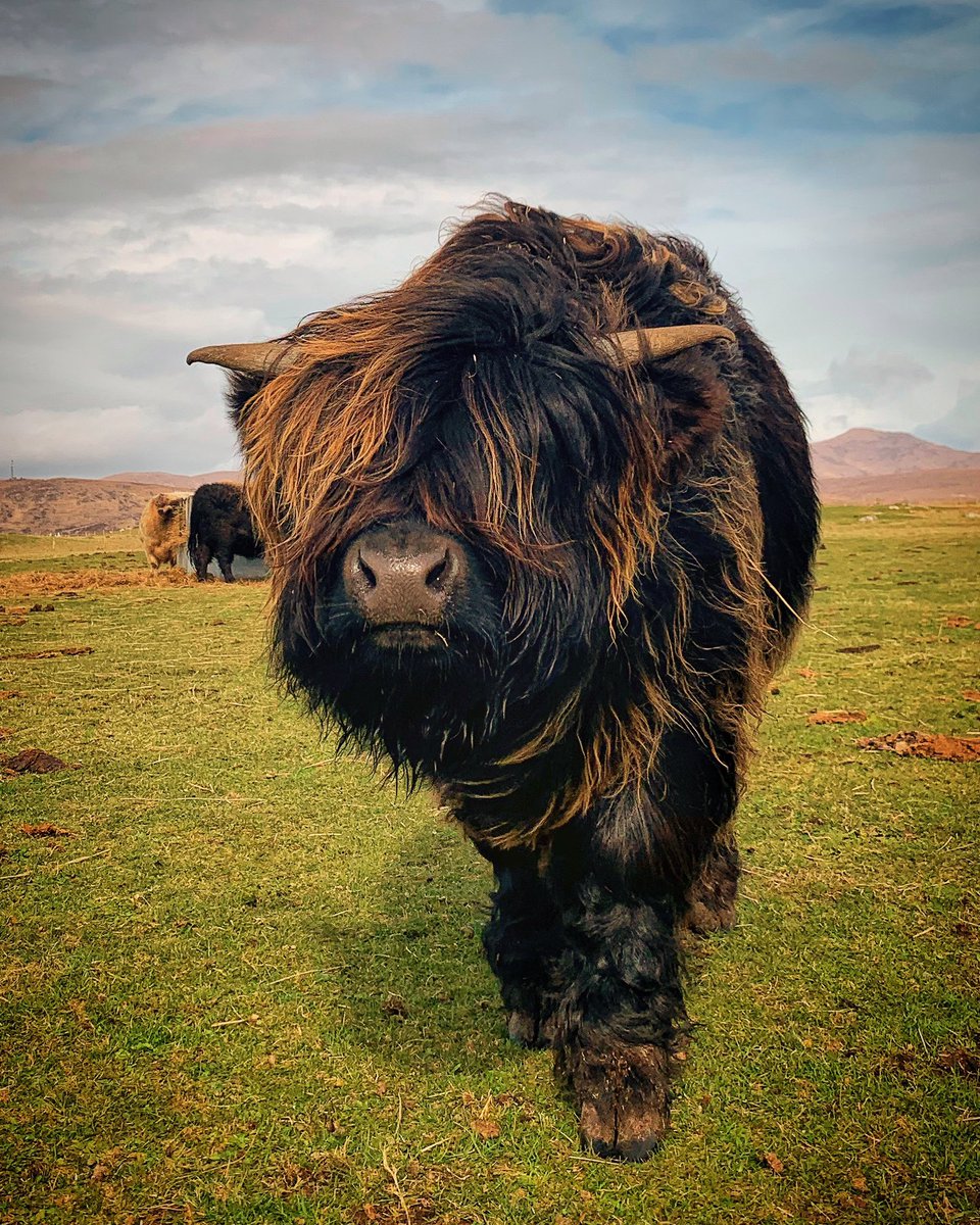 Crofting matters… Well wee Charlie needs a haircut! #MondayFunday #farming #spring #jefinuist #outerhebrides #Scotland