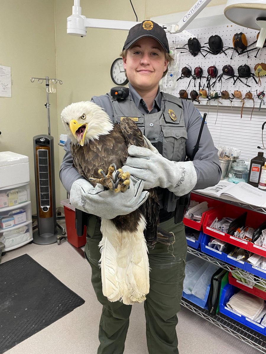 Agent Ashton Crance recently rescued this eagle found with a broken wing in rural Warren Co. The bird was likely hit by a car while scavenging a roadkill opossum. Thankfully, our friends at @WBSSTL are caring for the eagle and it's expected to make a full recovery!