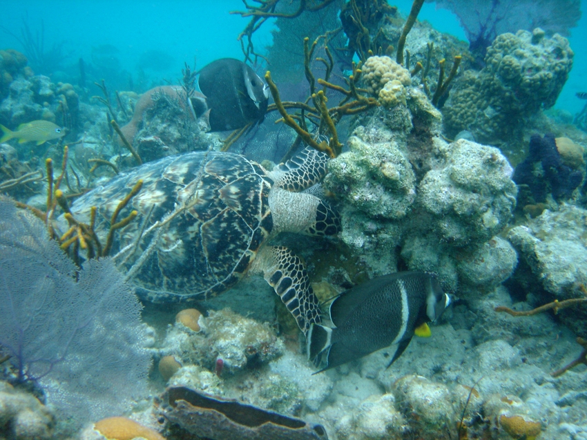 Funding from the Bipartisan Infrastructure Law is helping to improve the use of land around Coral Bay, USVI to protect and enhance infrastructure and critical mangrove, seagrass, and #CoralReef ecosystems. coast.noaa.gov/states/stories…