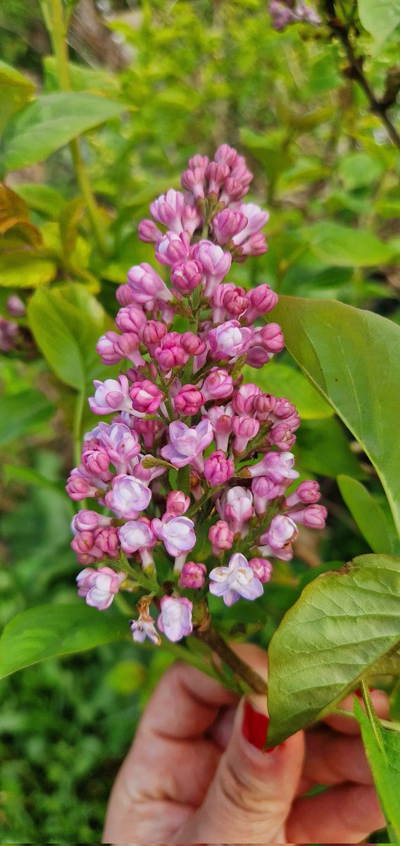 I hope you can smell this tweet 🥹 Because the scent is soooo intoxicating that I'm 99% sure I just sniffed an orb weaver spider up my nose! 😳🕷🤣 I think I need another lilac for my plot 🤭💜💜💜 Maybe dark purple? I already have white and lilac 🤭💜