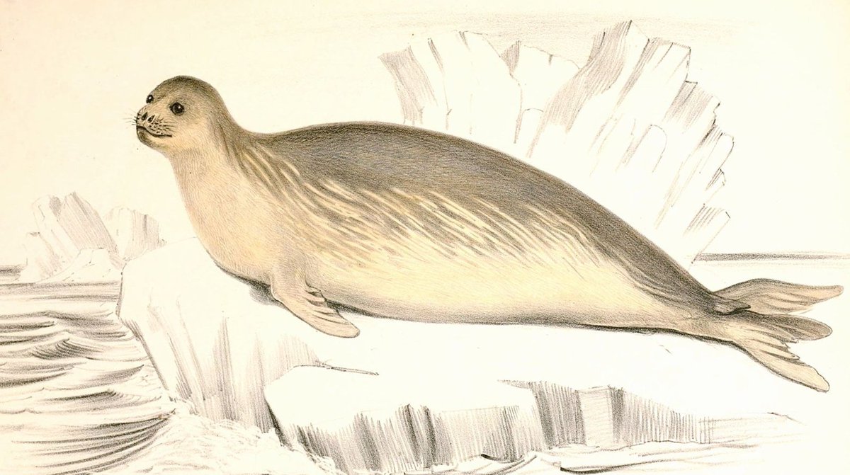 Born #OTD, James Clark Ross, Fellow of the Linnean Society and polar explorer. The Ross seal below), one of the four Antarctic phocids, first described during the Ross expedition (1839-1843). Read Glenn Benson's blog about our adventurous fellows here: bit.ly/3ZbS9ku