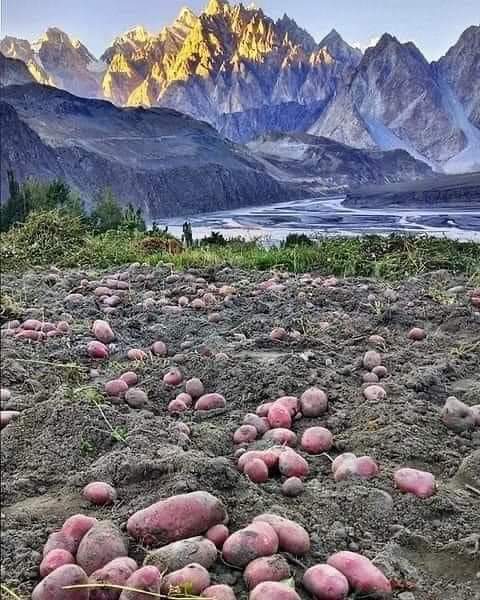 Potatoes crop Infront of Passu cones 
#Hunza
#tourism #박정우랑같이비긴어게인