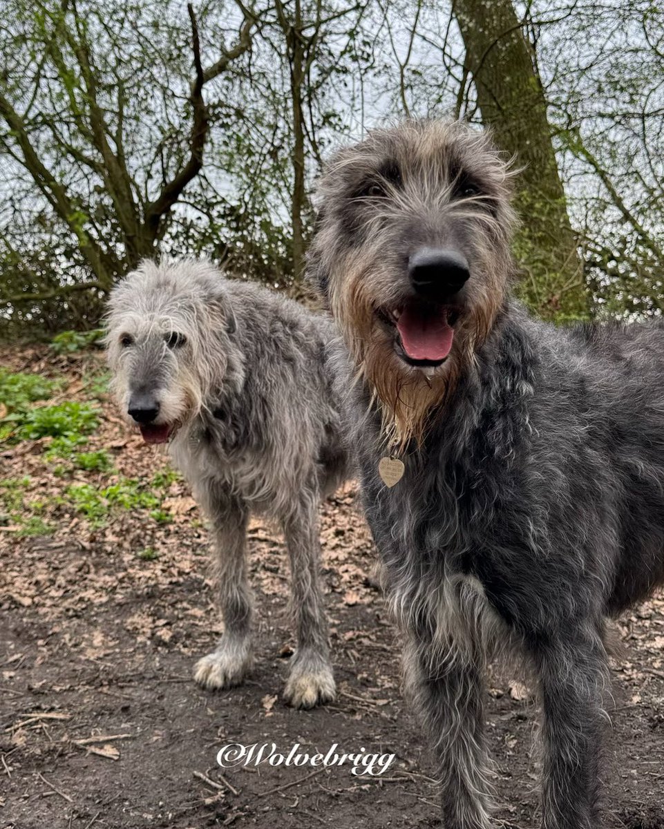 The girls, Duffy and Nuala🐺❤️ #IrishWolfhound #dogs #DogsofTwitter #DogsofX