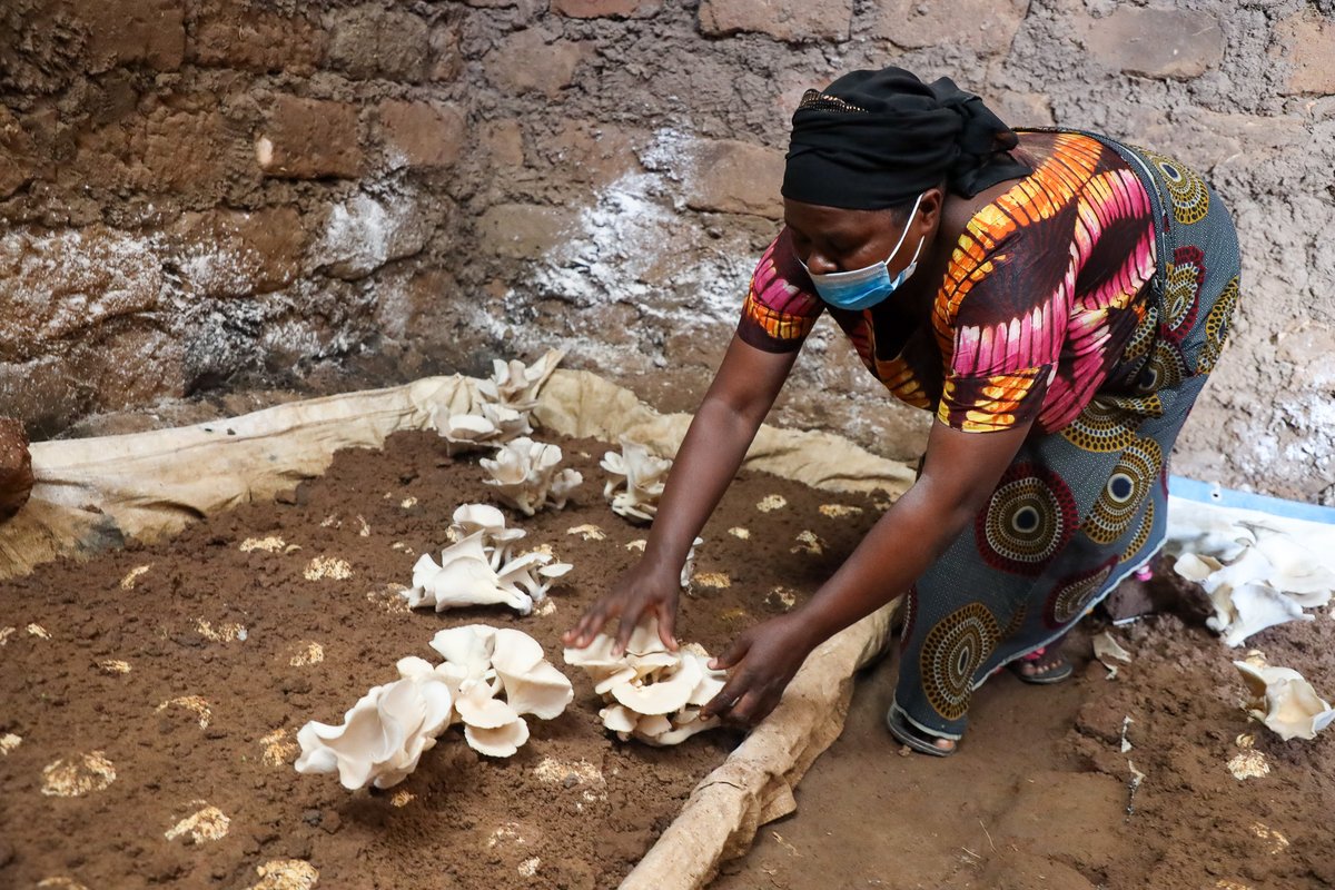 Through initiatives like mushroom cultivation, refugees in Mahama camp are paving the way for increased income, healthier diets and stronger communities💪