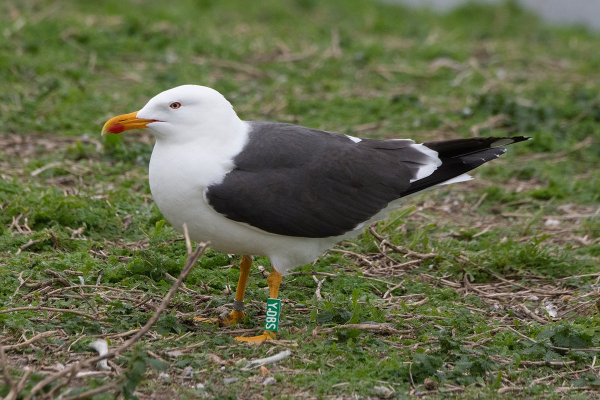 Argentatus's tweet photo. Amazing distances our Lesser Black-backed #Gulls from IJmuiden Forteiland, NL 🇳🇱 travel. YDBS for example was reported from Mauritania 🇲🇷 this winter, more than 4000 kms away. It's a privilige to see them up close in the colony📷 from today in IJmuiden #teamgull #dutchgulls https://t.co/WMiKxgMmjc