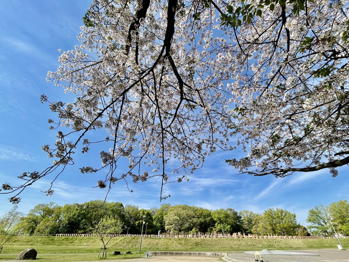 820_028's tweet photo. 花見しながら埴輪を望むか、埴輪メインの花見がいいのか悩むところ #お花見 #お花見スポット #埴輪 https://t.co/tc3EjFCiHk