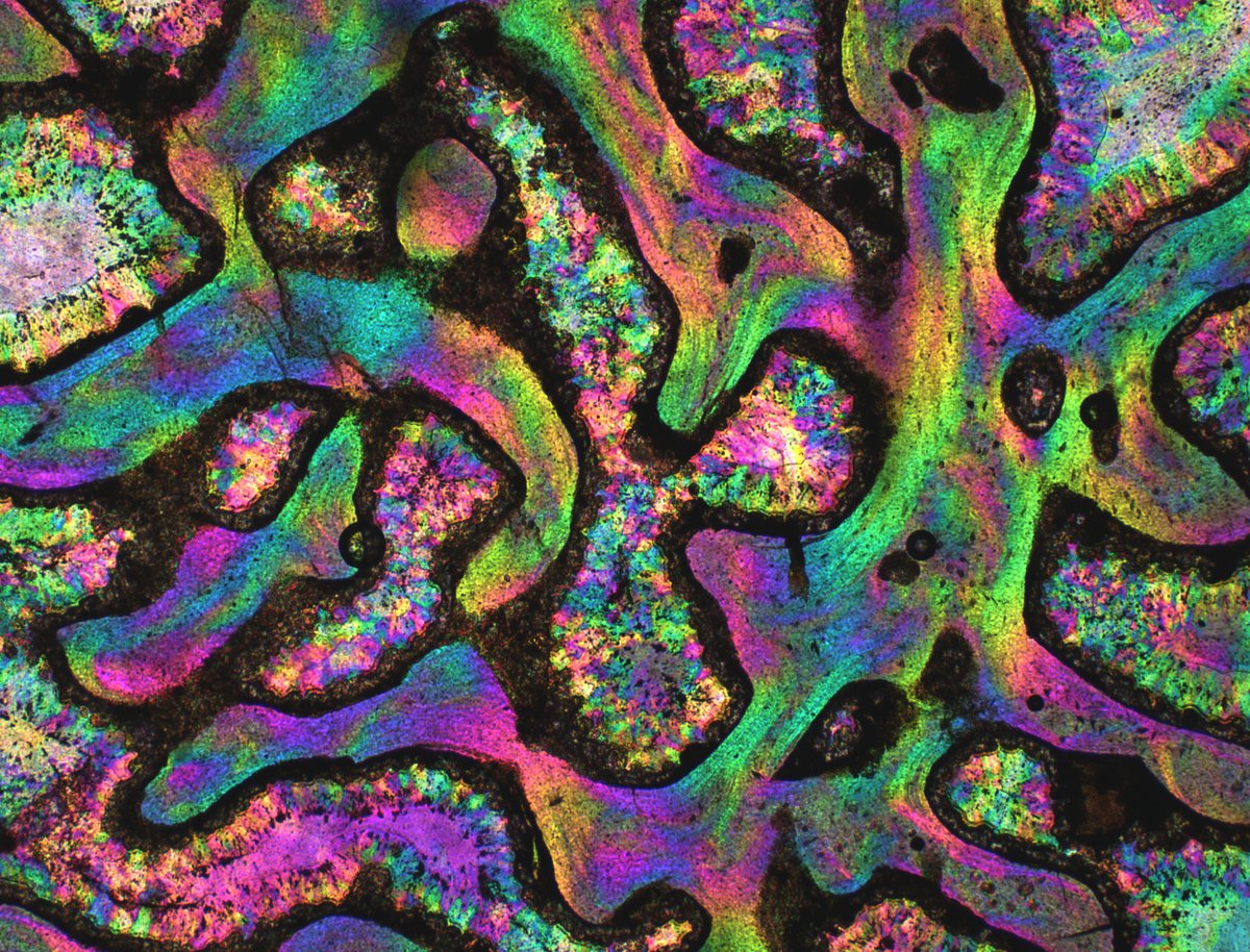 It's #MicroscopyMonday, so let's take a look into the 🔬! A dinosaur bone in transmitted light under polychromatic polarization microscope. Credit: 'Dinosaur bone' by Michael Shribak - Part of the 2022 UChicago Science as Art competition.