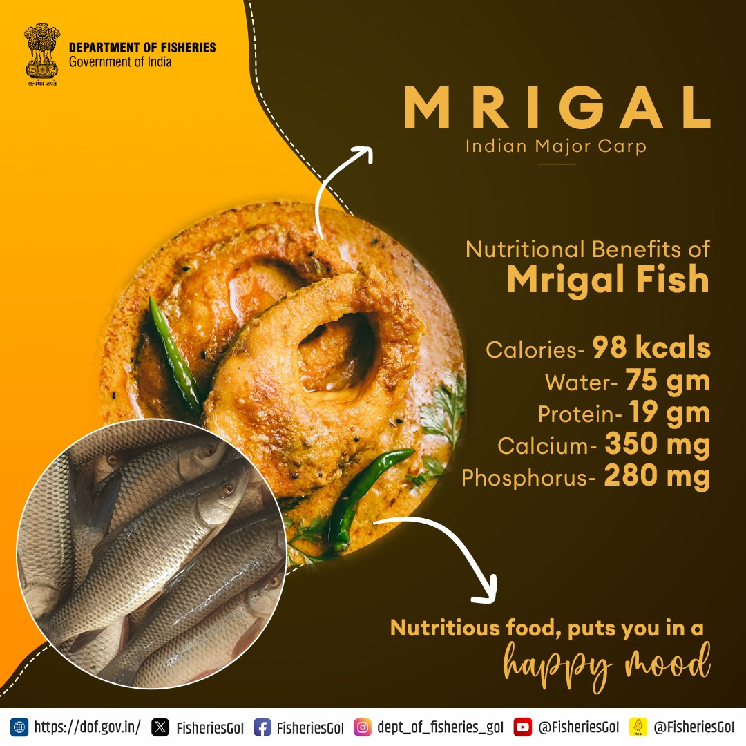 #Mrigal fish is an Indian major carp. #Carps contribute the majority of #AquacultureProduction. These are nutritious and delicious to eat. #NutritionalBenefits