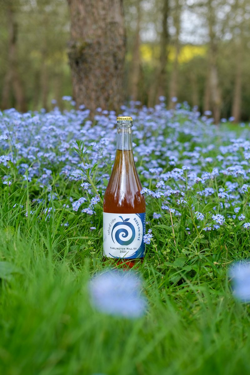 When the forget-me-nots sprang up in our Nine Acre orchard, I couldn't resist the opportunity to grab a photo with them! Our gorgeous Yarlington Mill S.V. from 2021 that we released at last year's Ross Cider Festival is the perfect match for these flowers.