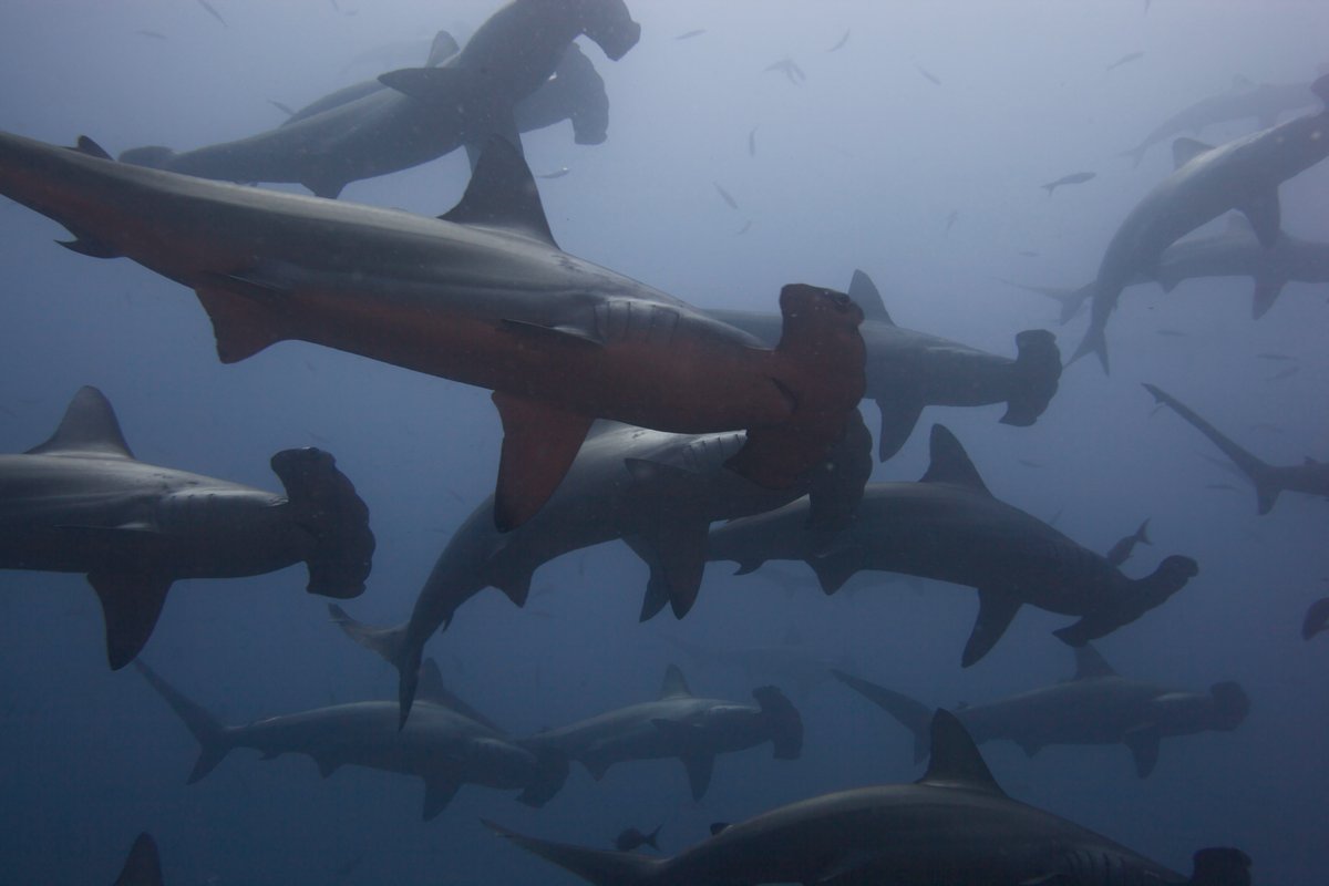 MissionBlue's tweet photo. The Eastern Tropical Pacific is a productivity hotspot which includes the Galapagos and Cocos Island! Many unique and endangered species call the area home and utilize the Cocos-Galápagos Swimway, which connects the MPAs these animals migrate between.

📸Nonie Silver https://t.co/r2fv6Lnen8
