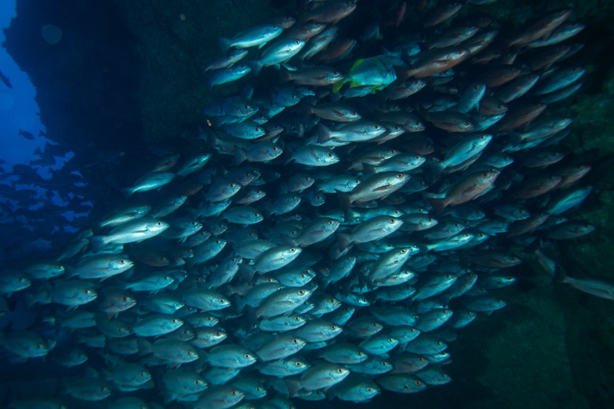 MissionBlue's tweet photo. The Eastern Tropical Pacific is a productivity hotspot which includes the Galapagos and Cocos Island! Many unique and endangered species call the area home and utilize the Cocos-Galápagos Swimway, which connects the MPAs these animals migrate between.

📸Nonie Silver https://t.co/r2fv6Lnen8