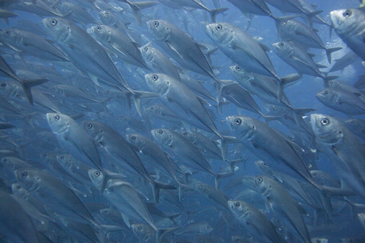 MissionBlue's tweet photo. The Eastern Tropical Pacific is a productivity hotspot which includes the Galapagos and Cocos Island! Many unique and endangered species call the area home and utilize the Cocos-Galápagos Swimway, which connects the MPAs these animals migrate between.

📸Nonie Silver https://t.co/r2fv6Lnen8